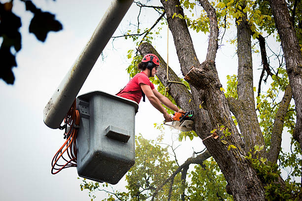 Reliable New Brighton, PA Tree Removal and Landscaping Services Solutions